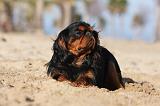 KING CHARLES SPANIEL 025